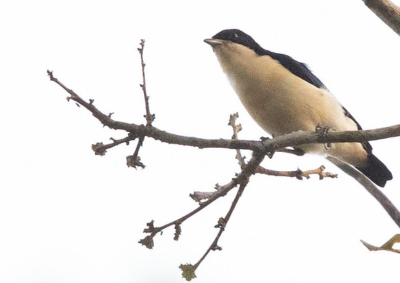 Violet-backed hyliota (Hyliota violacea)