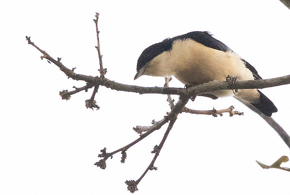 Violet-backed hyliota (Hyliota violacea)