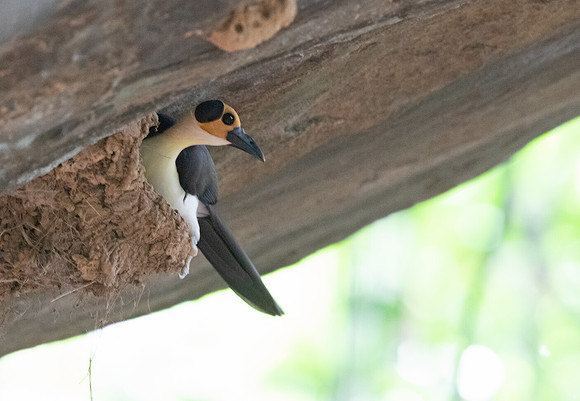 White-necked rockfowl (Picathartes gymnocephalus)
