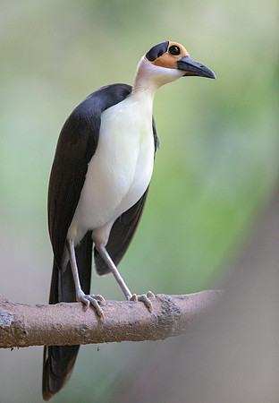White-necked rockfowl (Picathartes gymnocephalus)