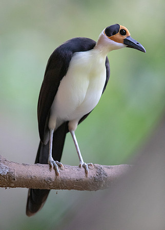 White-necked rockfowl (Picathartes gymnocephalus)