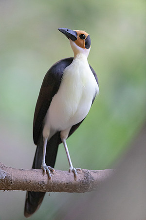 White-necked rockfowl (Picathartes gymnocephalus)