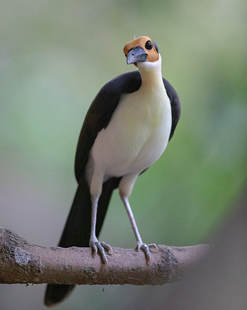 White-necked rockfowl (Picathartes gymnocephalus)