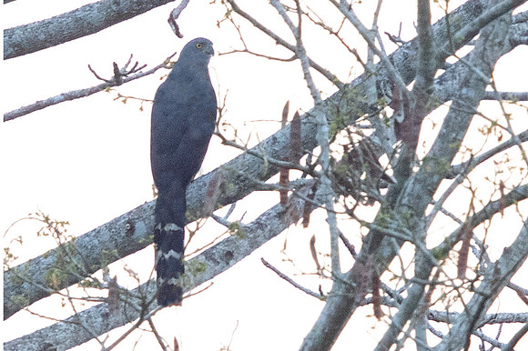 Long-tailed hawk (Urotriorchis macrourus)