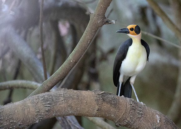 White-necked rockfowl (Picathartes gymnocephalus)