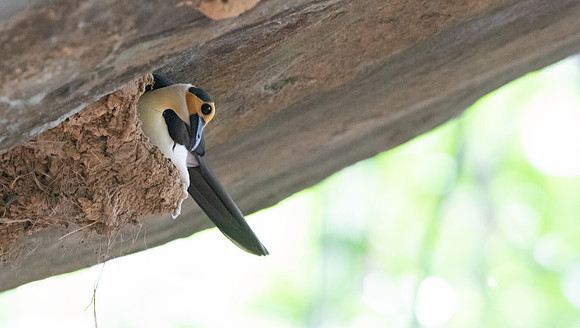 White-necked rockfowl (Picathartes gymnocephalus)