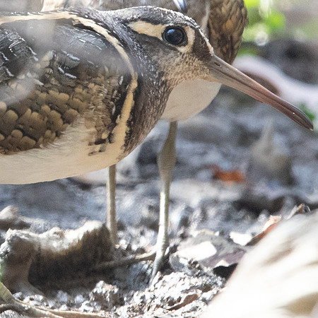 Greater painted-snipe (Rostratula benghalensis) Male
