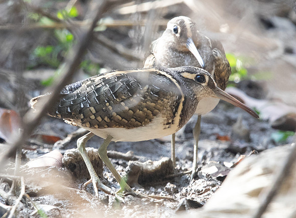 Greater painted-snipe (Rostratula benghalensis) Male Female