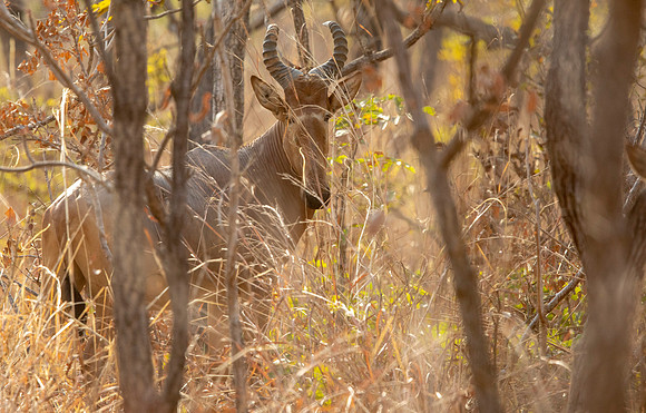 Western hartebeest (Alcelaphus buselaphus major)