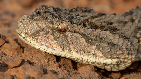 Puff Adder (Bitis arietans) is a venomous viper snake