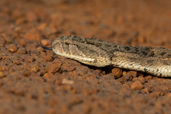 Puff Adder (Bitis arietans) is a venomous viper snake