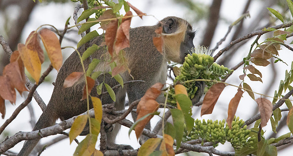 Green monkey (Chlorocebus sabaeus)
