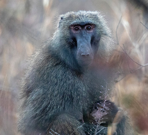 Olive baboon (Papio anubis)