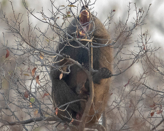 Olive baboon (Papio anubis)