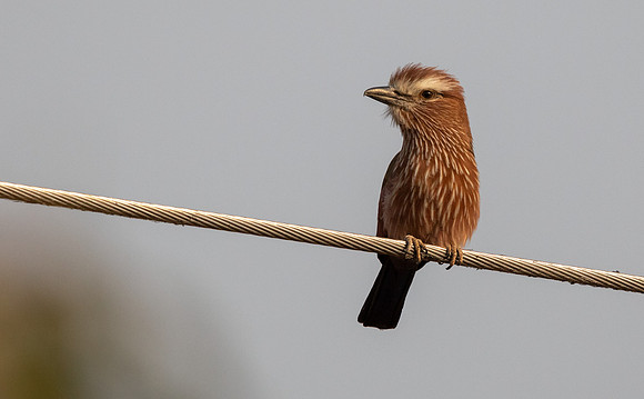 Purple roller (Coracias naevius)