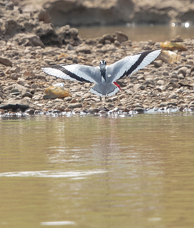 Egyptian plover (Pluvianus aegyptius)