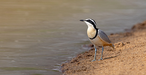 Egyptian plover (Pluvianus aegyptius)