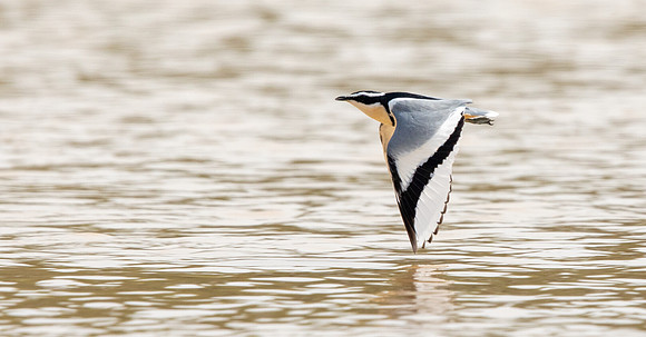 Egyptian plover (Pluvianus aegyptius)