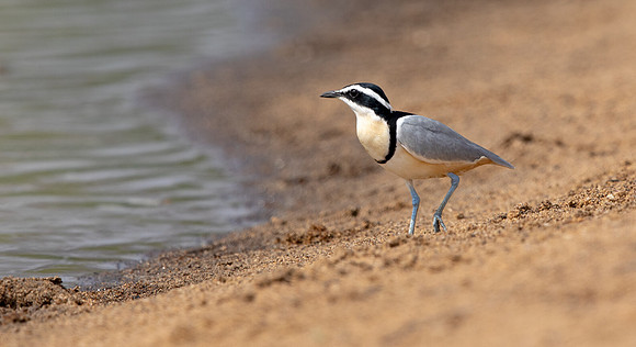 Egyptian plover (Pluvianus aegyptius)