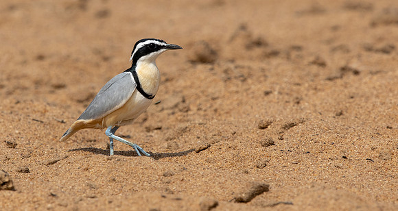 Egyptian plover (Pluvianus aegyptius)