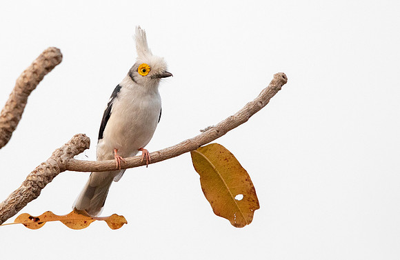 White-crested helmetshrike (Prionops plumatus)