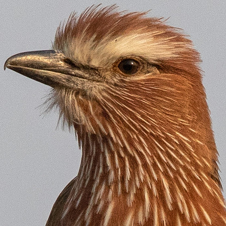 Purple roller (Coracias naevius)