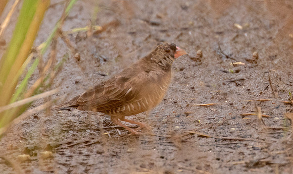 Black-faced quailfinch (Ortygospiza atricollis)