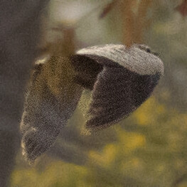 Four-banded sandgrouse (Pterocles quadricinctus)
