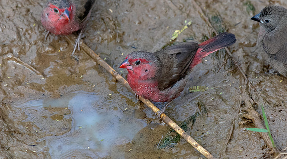 Red-billed firefinch (Lagonosticta senegala)