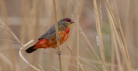 Orange-breasted waxbill (Amandava subflava)