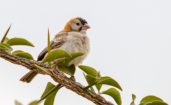 Speckle-fronted weaver (Sporopipes frontalis)