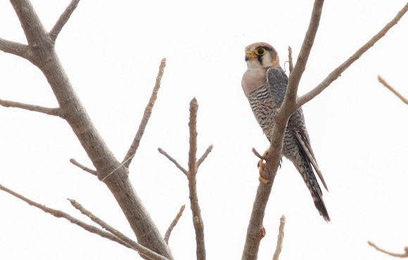 Red-necked falcon (Falco chicquera)