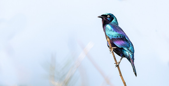 Splendid starling (Lamprotornis splendidus)