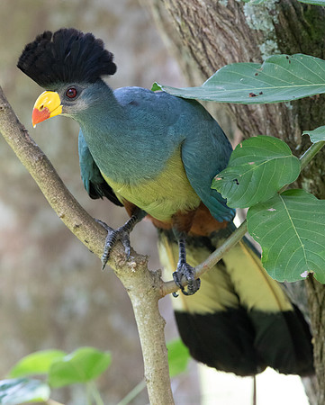 Great blue turaco (Corythaeola cristata)