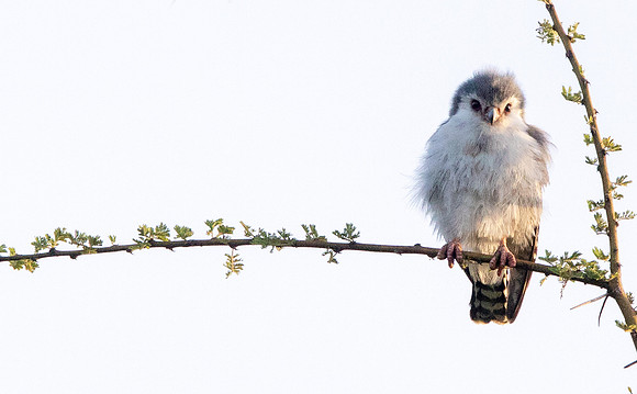 Pygmy falcon (Polihierax semitorquatus)