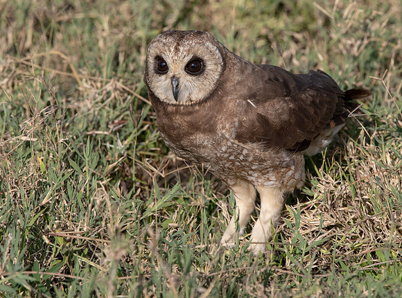 Marsh owl (Asio capensis)