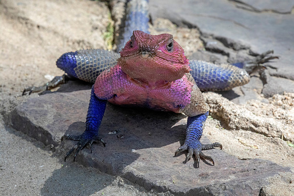 common agama (Agama agama)