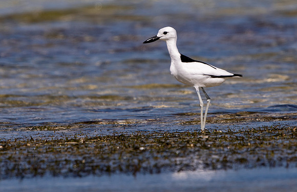 Crab-plover (Dromas ardeola)