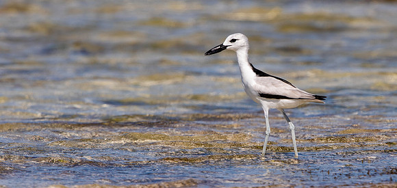 Crab-plover (Dromas ardeola)