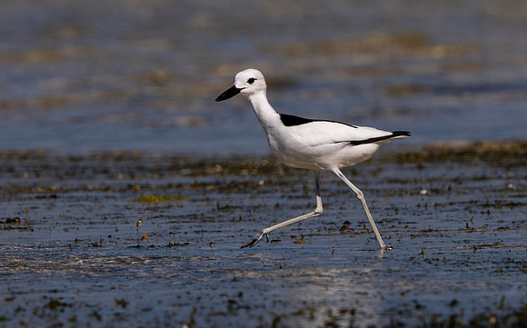 Crab-plover (Dromas ardeola)