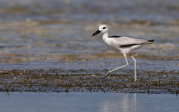 Crab-plover (Dromas ardeola)