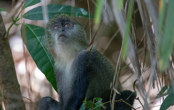 Zanzibar red colobus (Piliocolobus kirkii)
