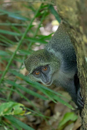 Zanzibar red colobus (Piliocolobus kirkii)