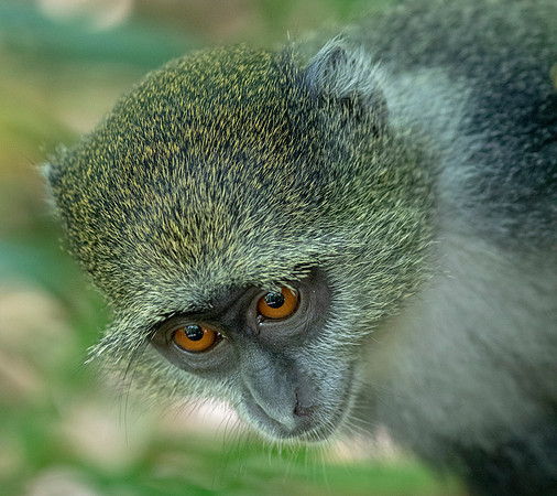 Zanzibar red colobus (Piliocolobus kirkii)