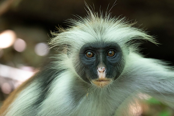 Zanzibar red colobus (Piliocolobus kirkii)
