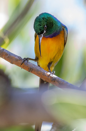 Orange-breasted sunbird (Anthobaphes violacea) male