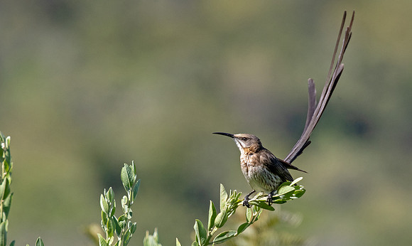 Cape sugarbird (Promerops cafer) Male