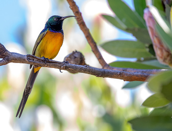 Orange-breasted sunbird (Anthobaphes violacea) male