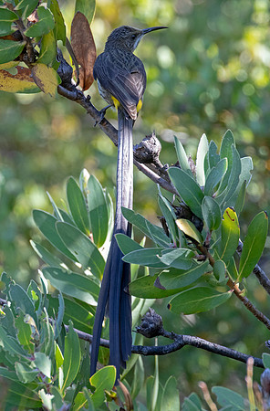 Cape sugarbird (Promerops cafer) Male