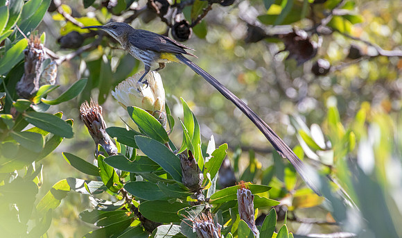 Cape sugarbird (Promerops cafer) Male